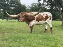 IWR IRONWOOD SUPREME