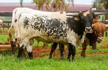 20 GAUGE X AWESOME CATCH 🇧🇷