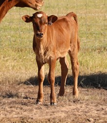 20 Gauge x Catchit Baily Heifer Calf