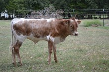 Royal T x Roxy Bull 502