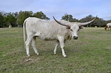 Gun Smoke Cowgirl CPL