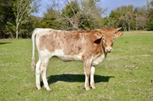 IWR Reina del Fuego 503