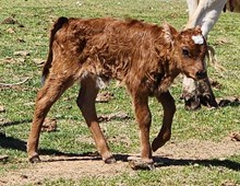 Frosties 2025 Bull Calf