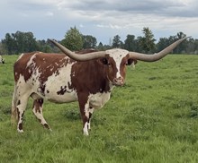 CASANOVAS 20 GAUGE GAL