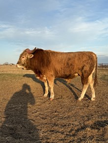 TRUE TEXAN BCR 344