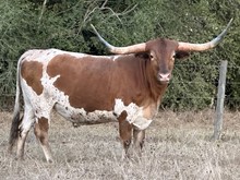 IWR Cowboy Fire