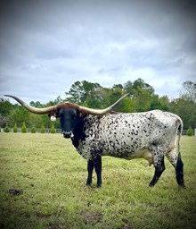 AML Mariah's North Charm 