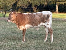 Denali IWR 502