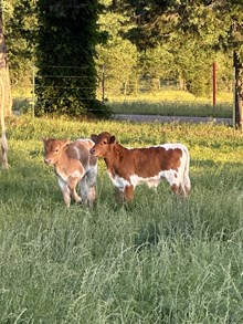 Royal T x Roxy Bull 502