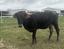 FHR 20G’s Angel Fire