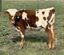 #131 BUX 20 GAUGE X SOCKS