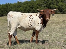 #41 20G X Awesome Rebel