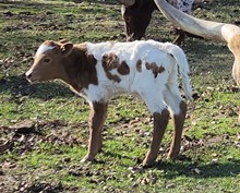 Kapiolani 2024 Bull Calf