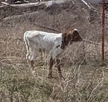 BR From the Get Go 2025 Bull Calf