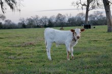 Bull Tempting Shiro x Trued Up BCR