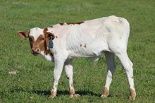 2023 Suzy True bull