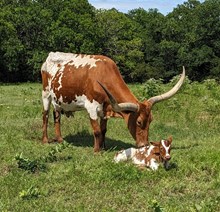 Promises 2025 heifer