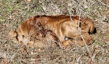 Pumkin's 2025 bull calf