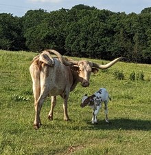 Butter cup's 2025 heifer
