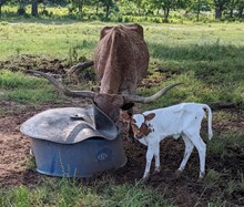 All Rounds 2025 heifer