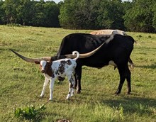 Moonshadow's 2025 bull calf