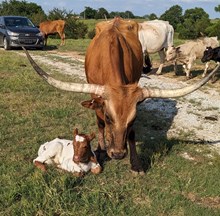 Dream Catcher's 2025 bull calf