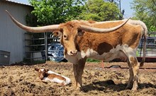 Chinook wind 2025 Bull calf