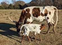Last Mangos 2024 heifer