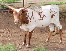 Mango Tree Cowgirl CPL
