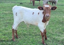Dream Catcher's 2025 bull calf