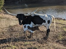 Rodeo's 2025 heifer