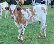 Shoelace 2025 heifer