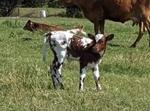 Semaphore Cowgirl CPL
