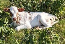 Super Bee's 2025 bull calf