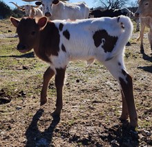 Tacocat's 2024 heifer