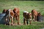 Calves are always fun to be around!  Photo courtesy of Clyde Stringer.
