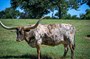 Miss Tuff 2 Drag adds a lot of color to the pasture!  Photo courtesy of Clyde Stringer.