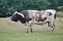 Bob Lee-resident herd sire.  Such a handsome dude!