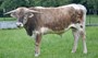 Junior herd sire - Denali IWR 502 - we are watching this young fella closely!