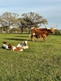 Just enjoying some milk and spring days!