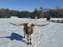 Gingersnap isn't sure what all this white stuff is.