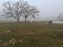 The herd emerging from the fog.